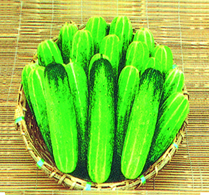 Baromashi Cucumber